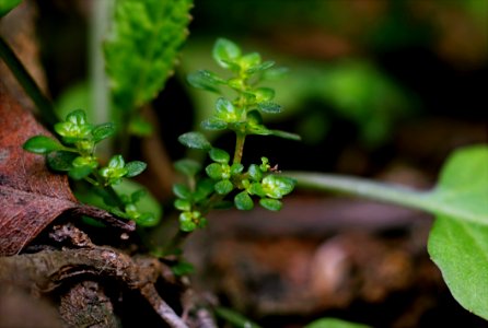 Green Leafed Plants With Brown Branch photo