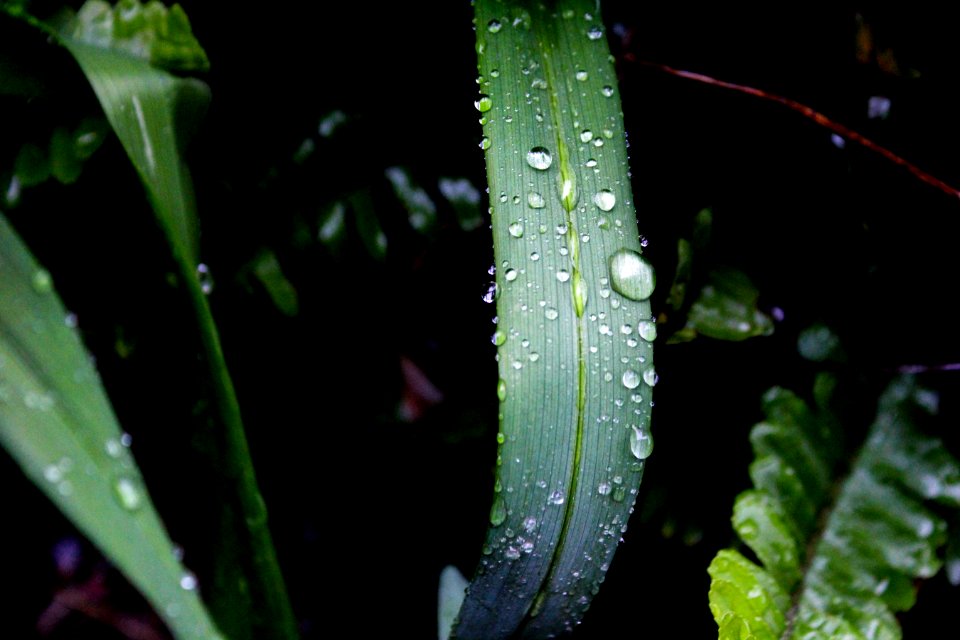 Close-up Photography Of Green Leaf Plant With Water Dew