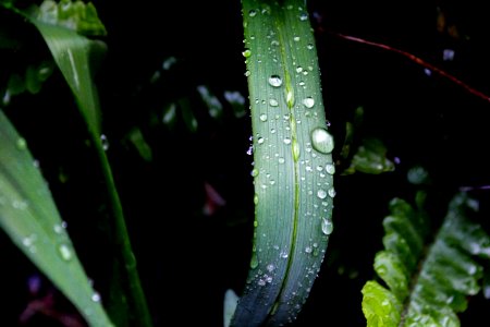 Close-up Photography Of Green Leaf Plant With Water Dew photo