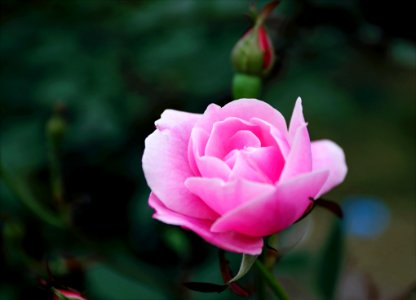 Shallow Focus Photography Of Pink Rose photo