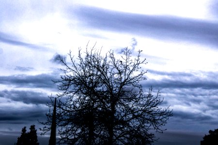 Photo Of A Bare Tree Under Cloud Sky photo