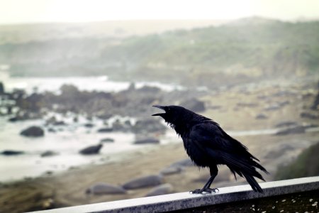 Black Bird Perching On Concrete Wall With Ocean Overview photo