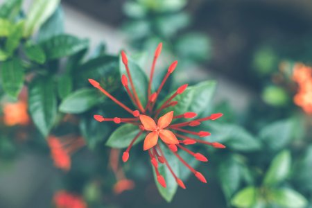 Close-Up Photography Of Red Ixora Coccinea photo