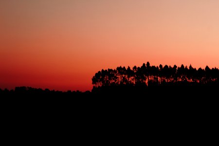 Silhouette Of Trees During Dawn photo