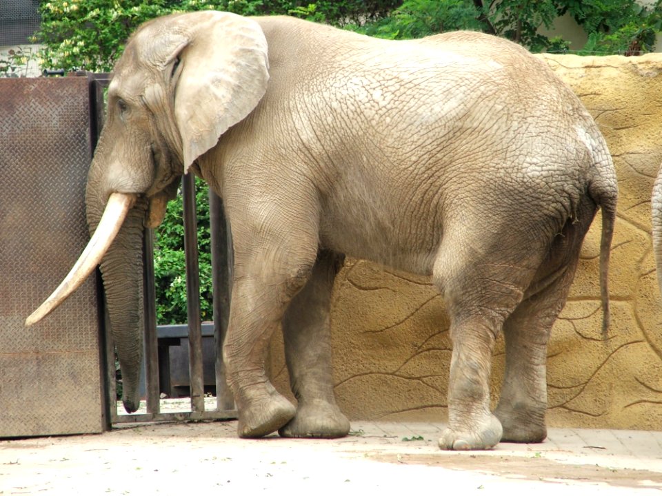 Elephant Elephants And Mammoths Terrestrial Animal Indian Elephant