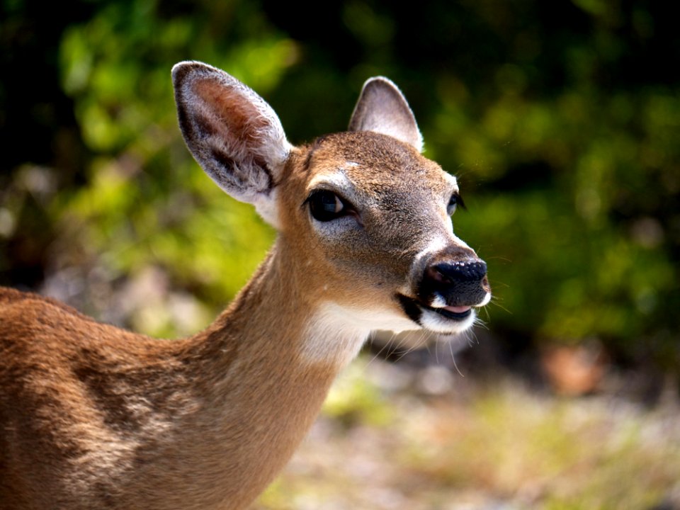 Wildlife Deer Mammal Fauna