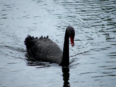 Black Swan Water Bird Bird Ducks Geese And Swans photo
