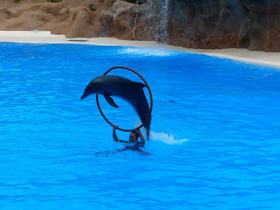 Jump through artistry dolphin show