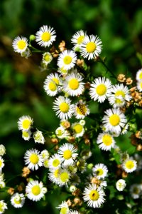 Flower Chamaemelum Nobile Plant Flora