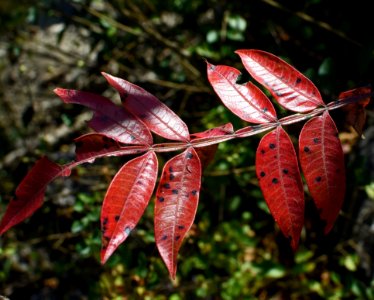 Leaf Plant Vegetation Flora