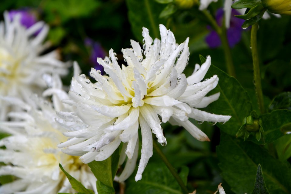 Flower Plant Flora Flowering Plant