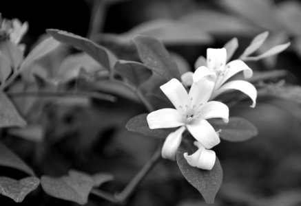 Flower White Flora Black And White
