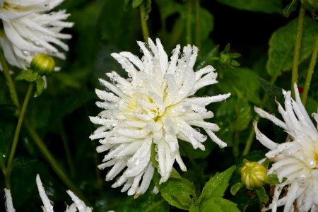 Flower Plant Flora Aster