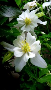 Flower Plant White Flora