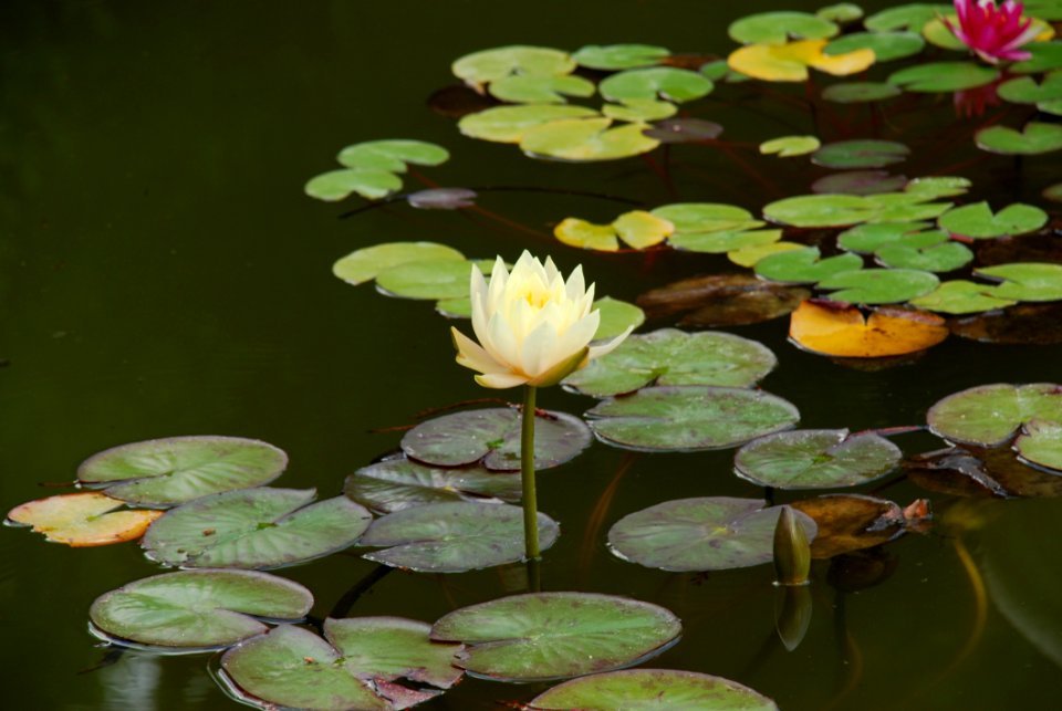 Water Flower Flora Plant