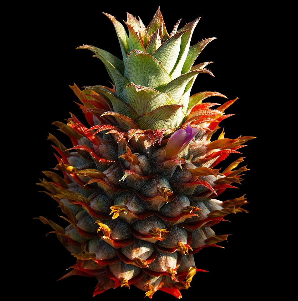 Pineapple fruit Free photos