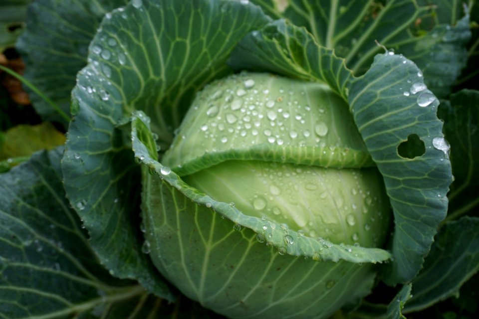 Cabbage Vegetable Leaf Savoy Cabbage