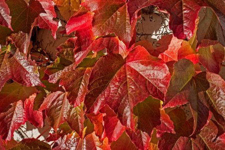 Leaf Autumn Plant Deciduous