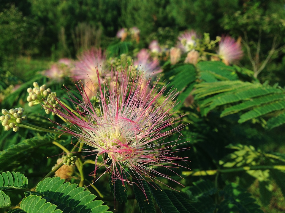 Flowers bloom greenery