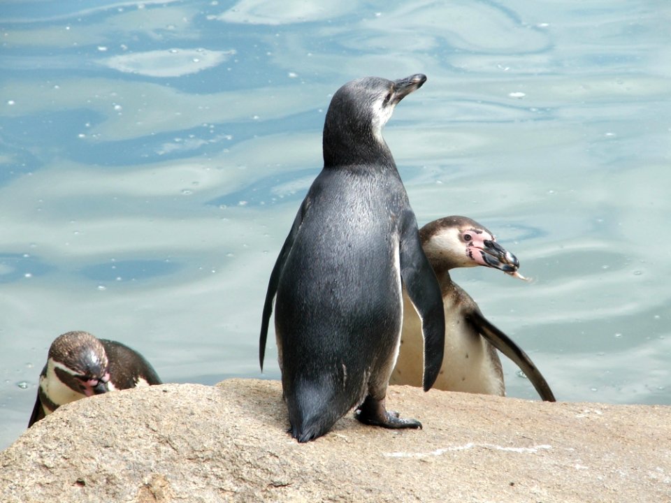 Penguin Fauna Bird Flightless Bird