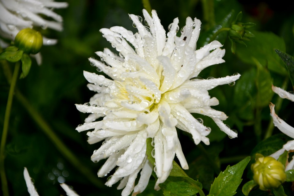 Flower Plant Flora Oxeye Daisy