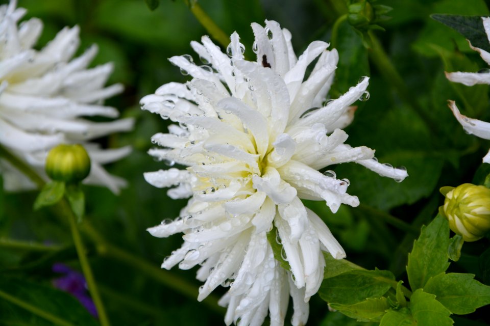 Flower Plant Flora Flowering Plant