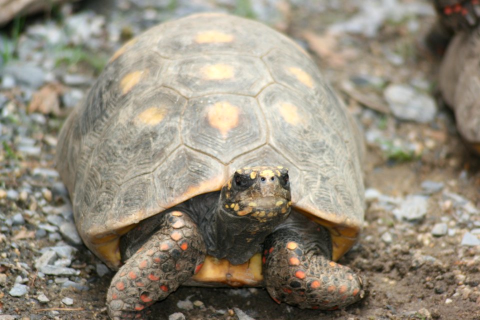 Tortoise Turtle Emydidae Terrestrial Animal
