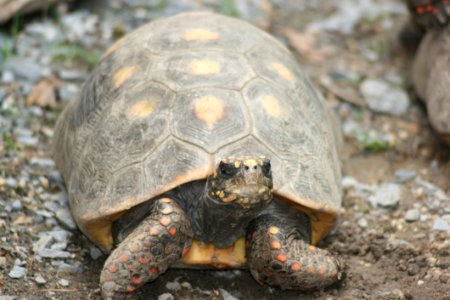 Tortoise Turtle Emydidae Terrestrial Animal