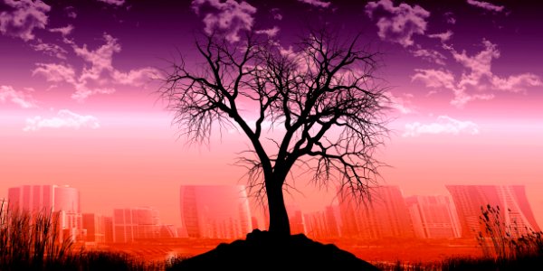 Sky Nature Tree Dawn