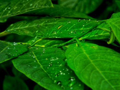 Leaf Green Vegetation Water