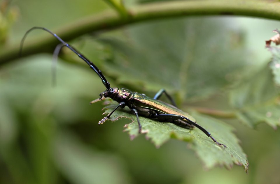 Insect Longhorn Beetle Invertebrate Fauna