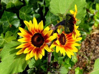 Flower Sunflower Sunflower Seed Plant
