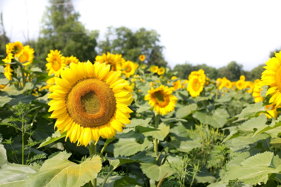 Field flowers summer