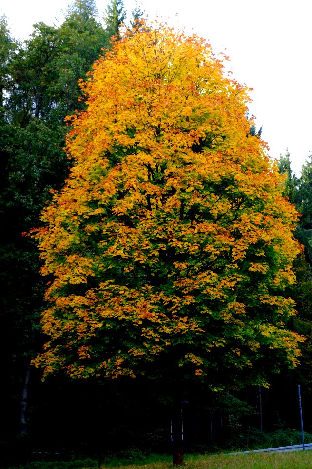 Tree Woody Plant Leaf Autumn