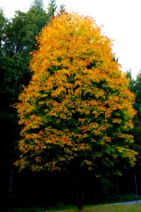 Tree Woody Plant Leaf Autumn