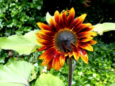 Flower Sunflower Plant Flowering Plant
