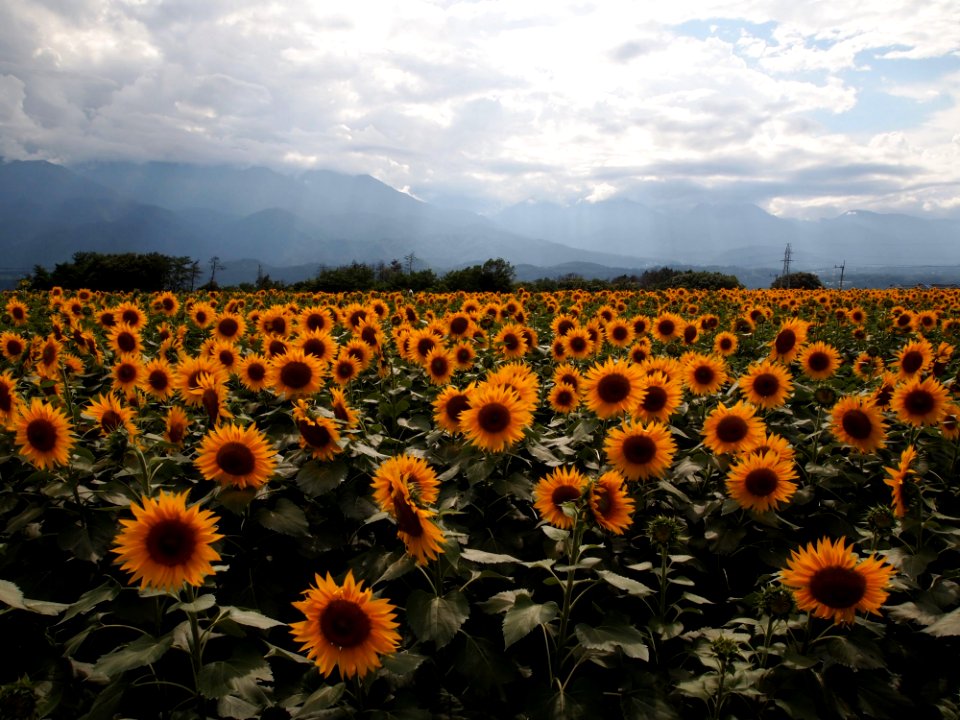 Flower Sunflower Field Sky