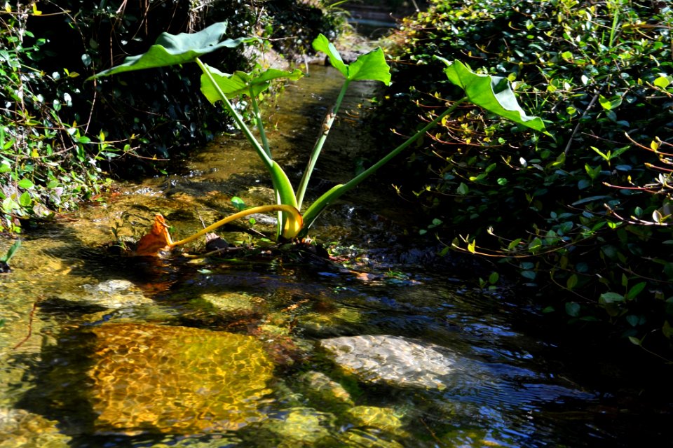 Water Vegetation Nature Body Of Water