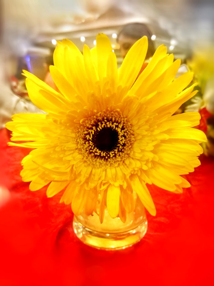 Flower Yellow Gerbera Flowering Plant