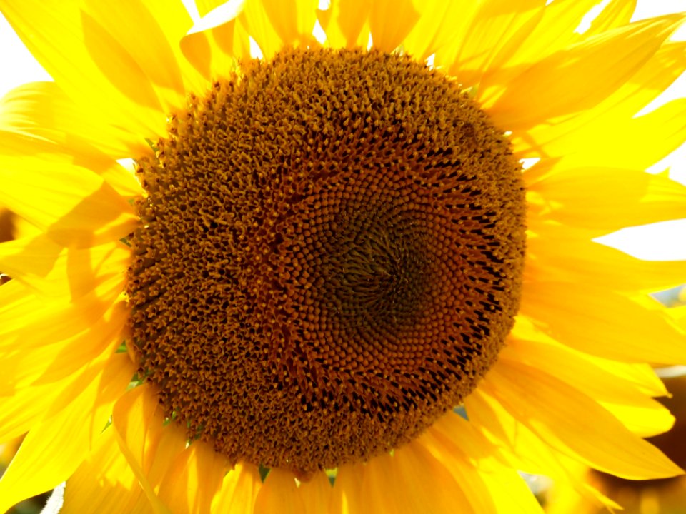 Sunflower Flower Yellow Sunflower Seed