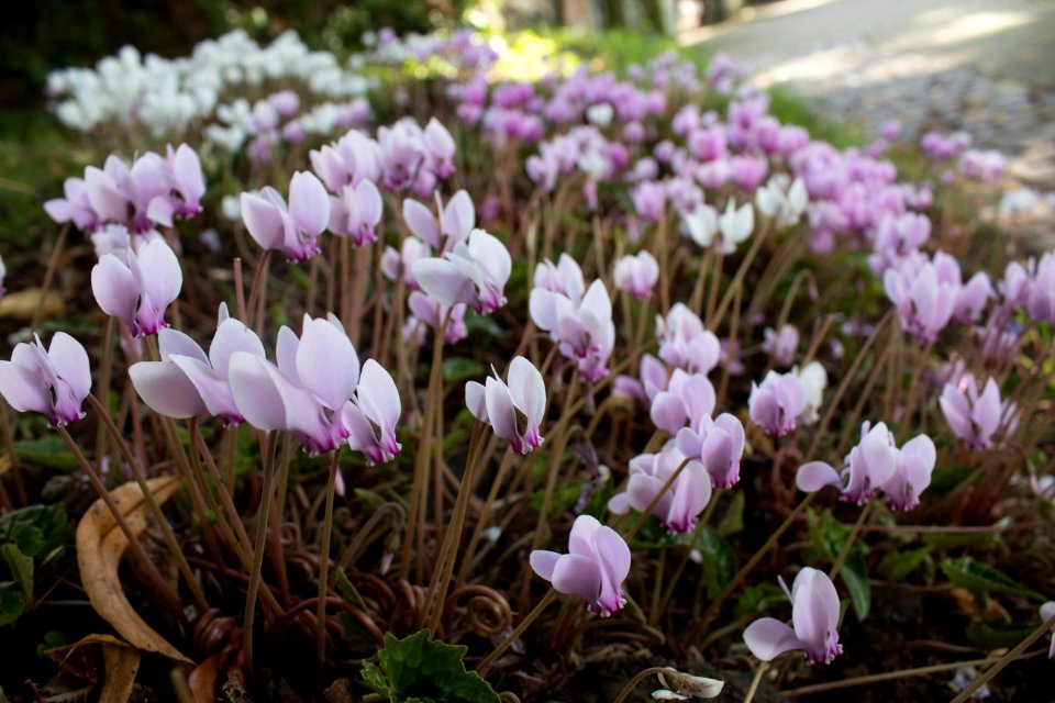 Flower Plant Flowering Plant Spring
