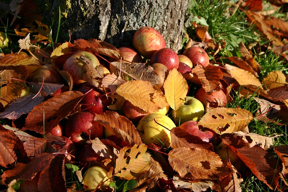 Autumn fall foliage autumn fruits
