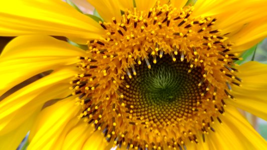 Sunflower Flower Yellow Sunflower Seed photo