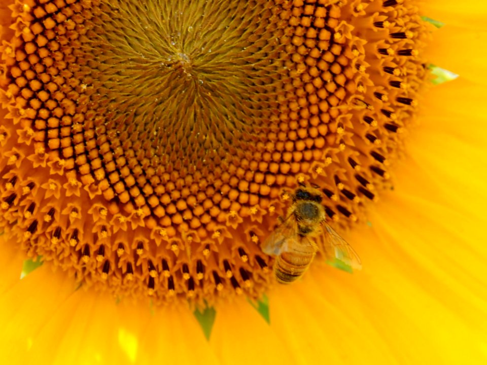 Sunflower Honey Bee Bee Invertebrate