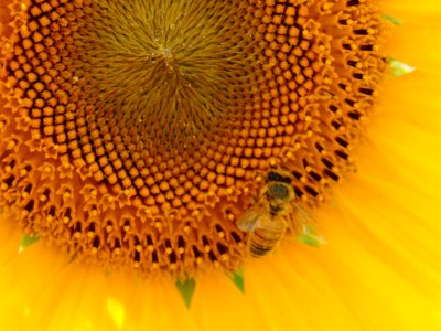 Sunflower Honey Bee Bee Invertebrate photo