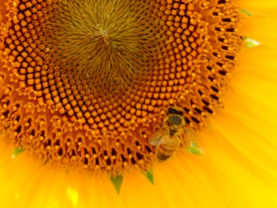 Sunflower Honey Bee Bee Invertebrate