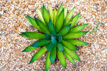 Plant Agave Flora Agave Azul
