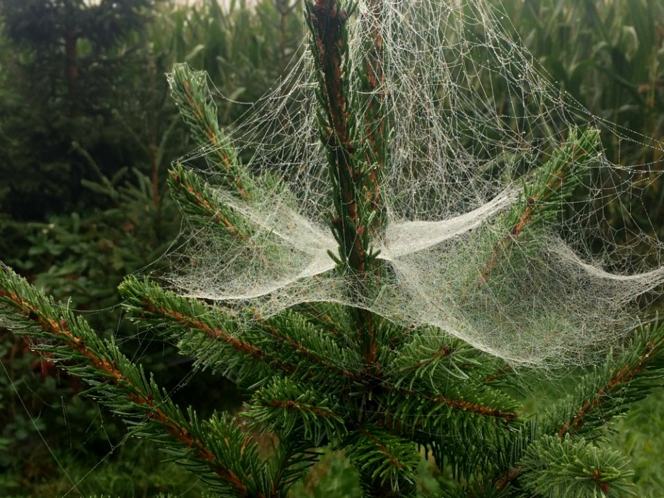 Spider Web Vegetation Tree Pine Family