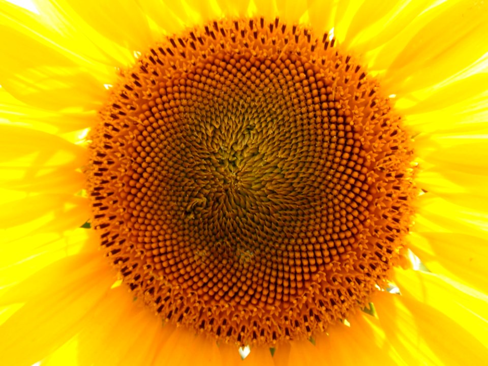 Sunflower Flower Yellow Sunflower Seed photo