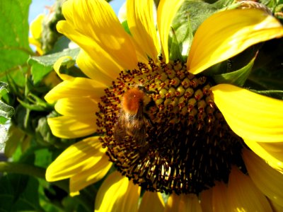 Flower Sunflower Yellow Sunflower Seed
